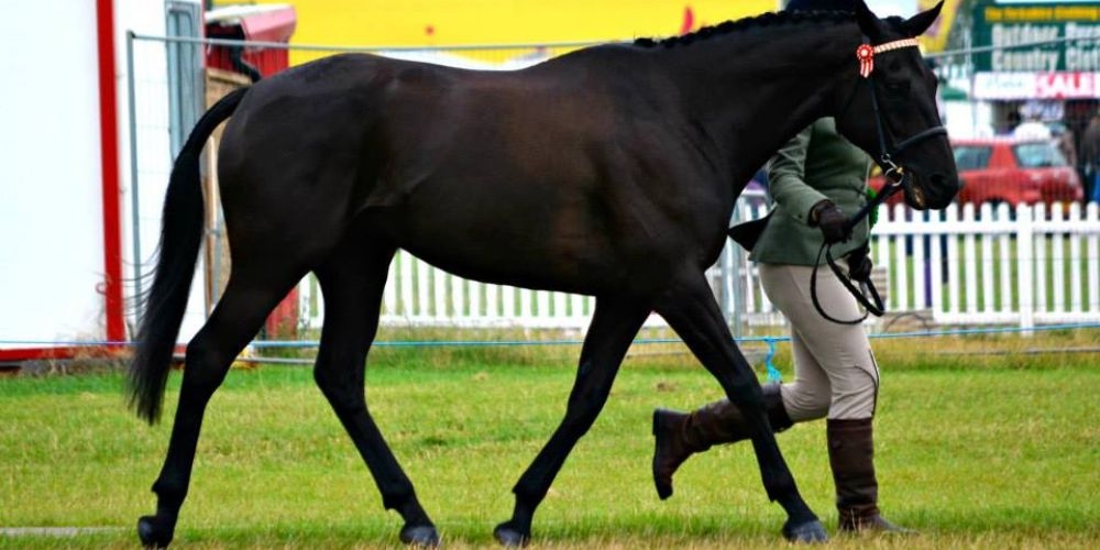 High Withered Saddle