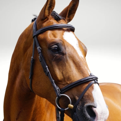 Image of GFS Transition Combi Flash Bridle
