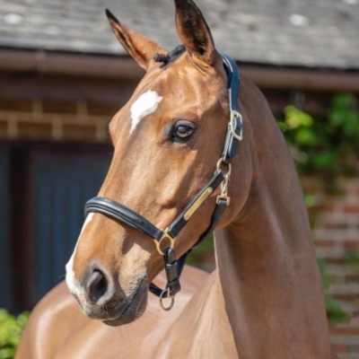 Image of Henry James Comfort 3D Air Headcollar
