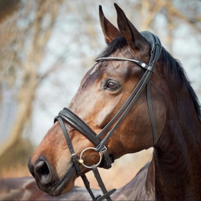 Image of Finesse Cayenne Snaffle Bridle