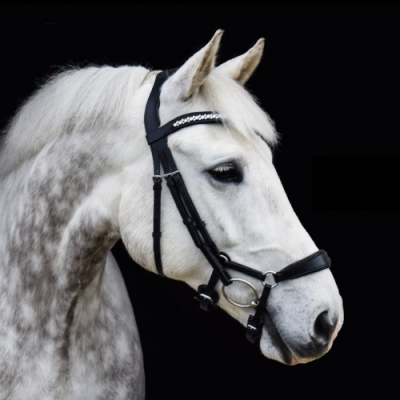 Image of Evo Equine Volte Bridle