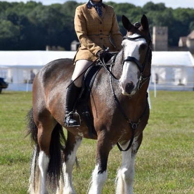 Image of Evo Equine Deluxe Hunter Bridle