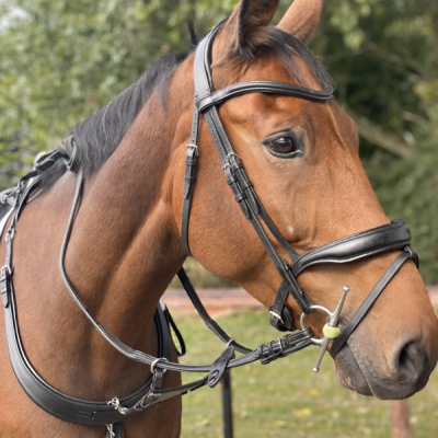 Image of Evo Equine The Devine Bridle