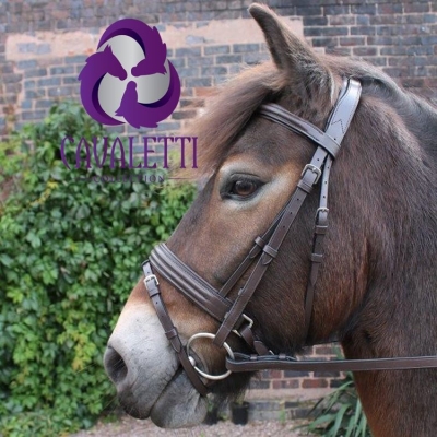 Image of Cavaletti Flash Bridle